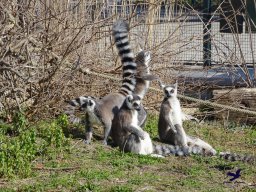 Tiergarten Schönbrunn am 05.03.2026